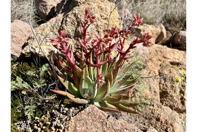 Collom's dudleya