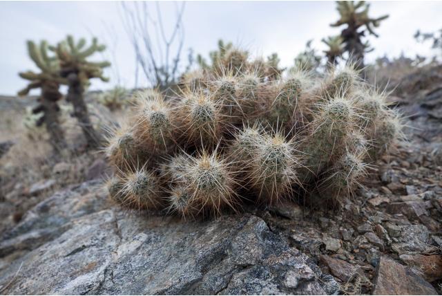 Engelmann's egelcactus