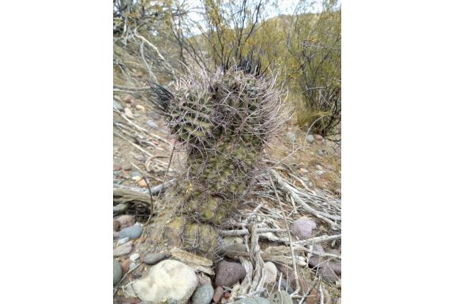 Wit-bloem Echinopsis