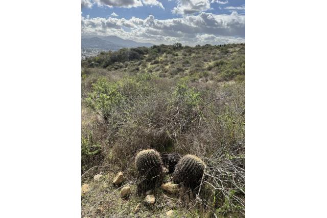 Cilindervormige ferocactus