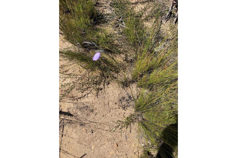 Gladiolus patersoniae 14440