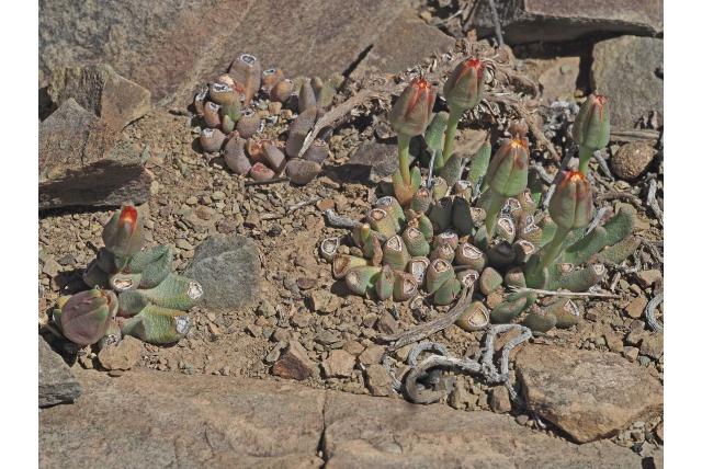 Hereroa met opvallende kelk Hereroa met opvallende kelk