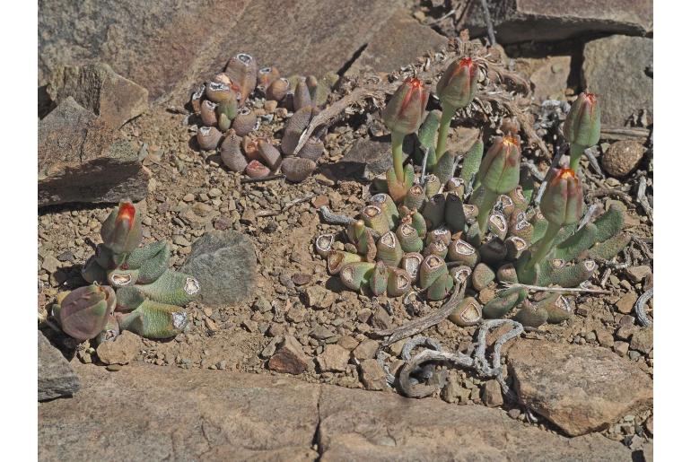 Hereroa calycina 14445