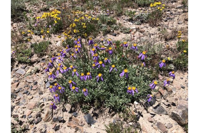 Alpine ionactis Alpine ionactis