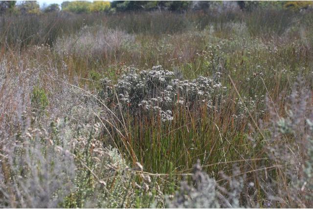 Overlappende lachnospermum Overlappende lachnospermum