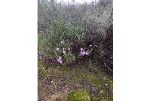 Californische linanthus