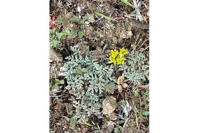 Mojave lomatium