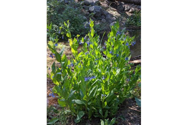 Mertensia omzoomd met haren