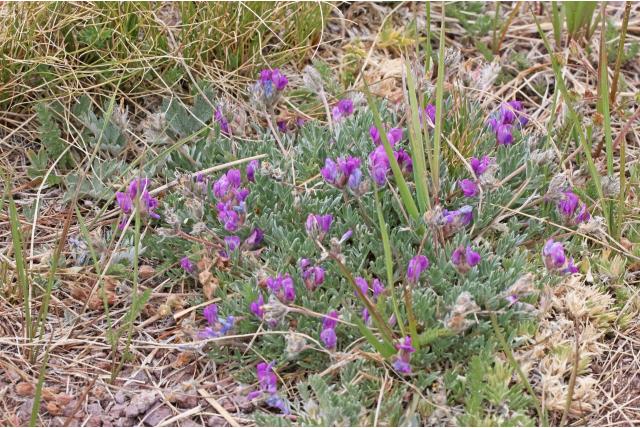 Berg oxytropis