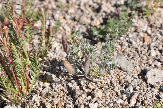 Parry's oxytropis