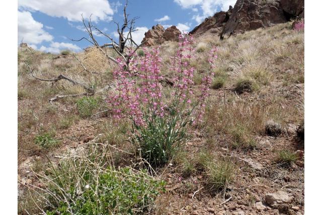 Onzekere penstemon