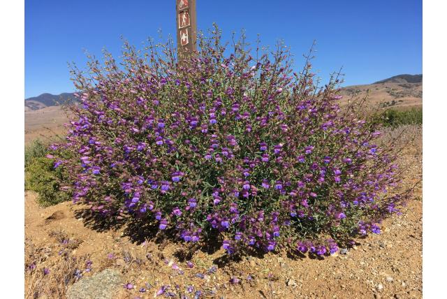 Onzekere penstemon