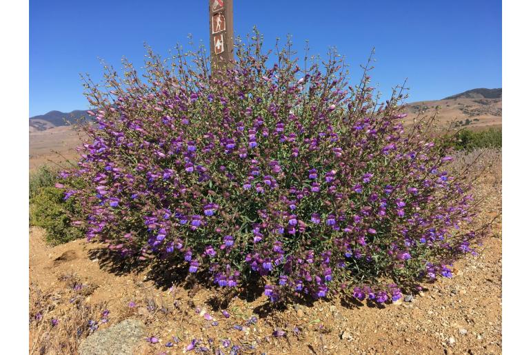 Penstemon incertus 14480
