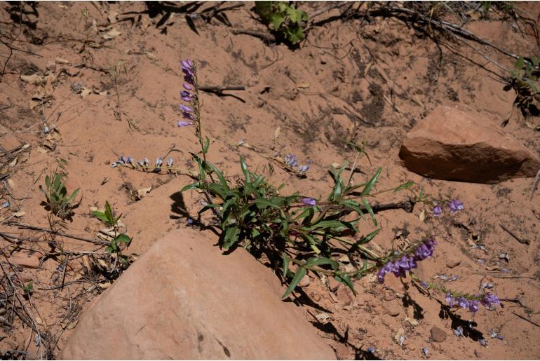 Penstemon laevis 14481