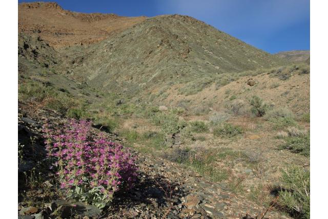 Mono penstemon