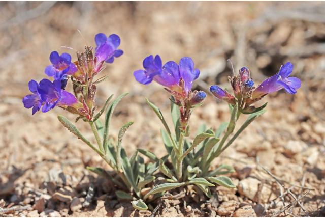 Dwerg penstemon