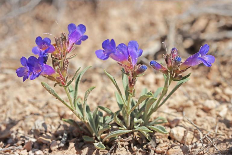 Penstemon nanus 14483