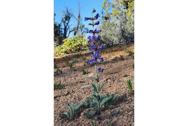 Verstoppende penstemon
