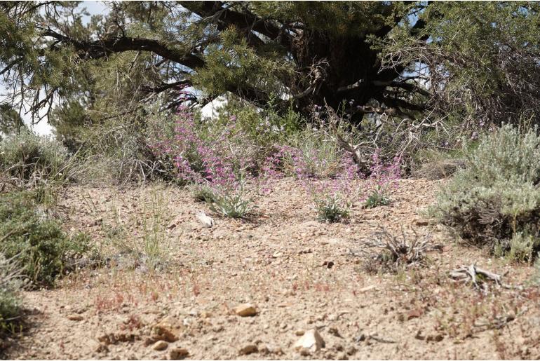 Penstemon patens 14485