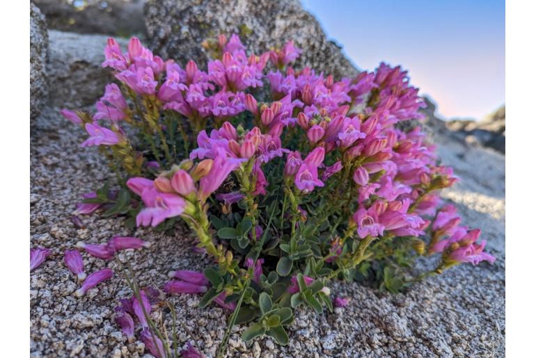 Penstemon rupicola 14487