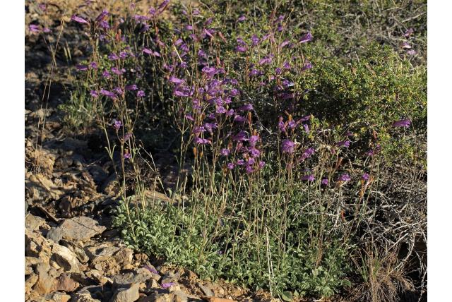 Dennen penstemon