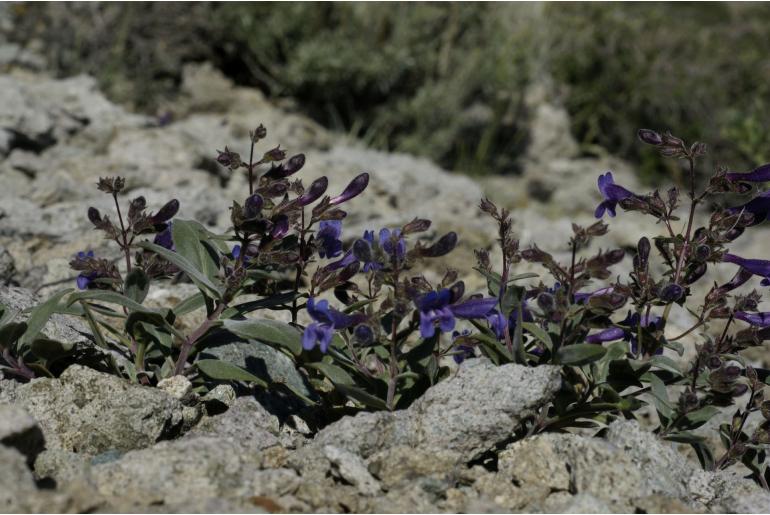 Penstemon tiehmii 14489