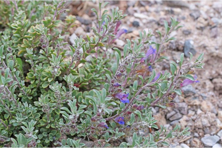 Penstemon xylus 14490