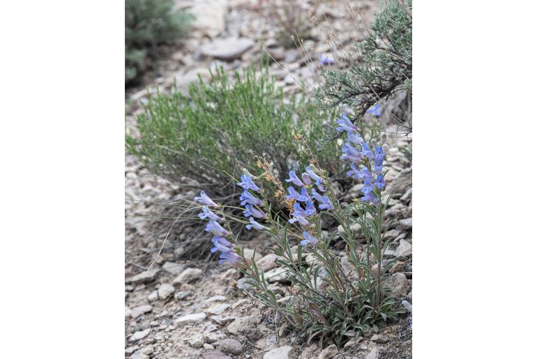 Penstemon wardii 14492