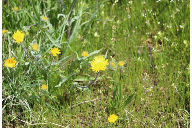 Enkelbloemige pyrrocoma