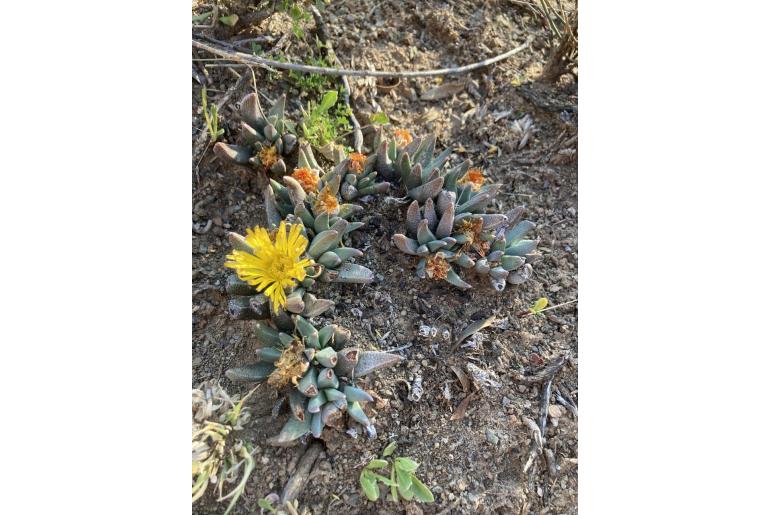 Rabiea albipuncta 14508