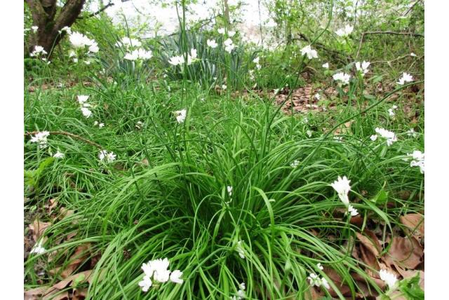 Libanese knoflook