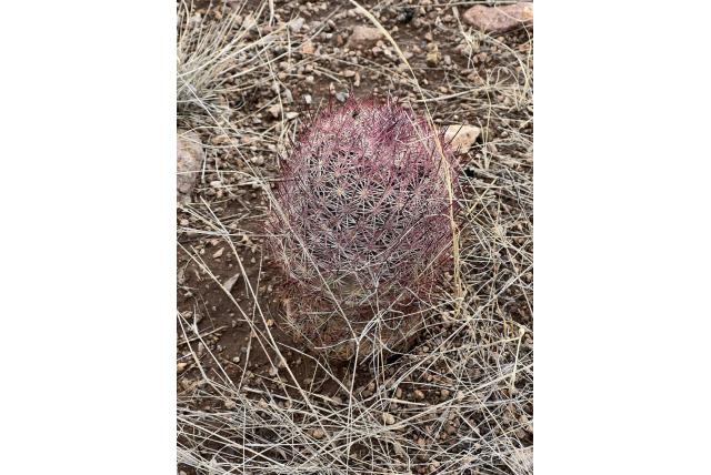 Johnson's sclerocactus