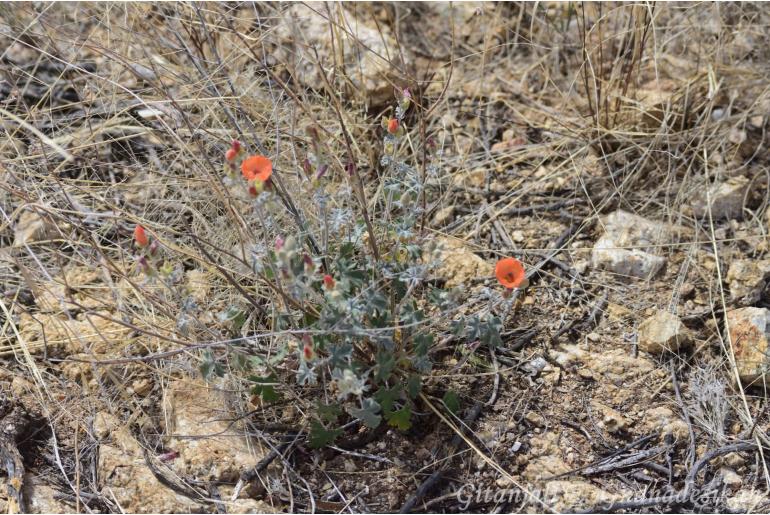 Sphaeralcea laxa -14531