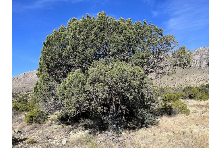 Juniperus deppeana -14537