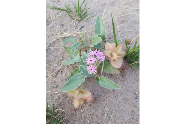 Wooton's tripterocalyx