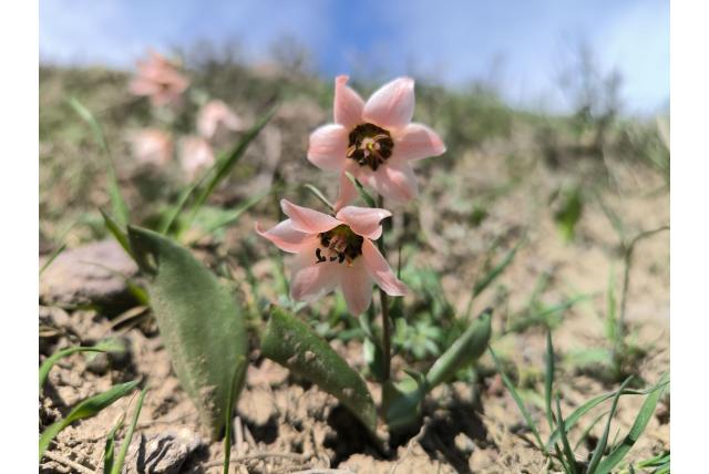 Fergana valei fritillaria
