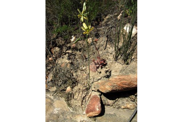 Gestreepte albuca