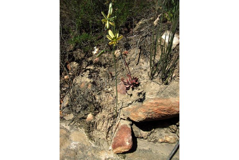 Albuca vittata -14552