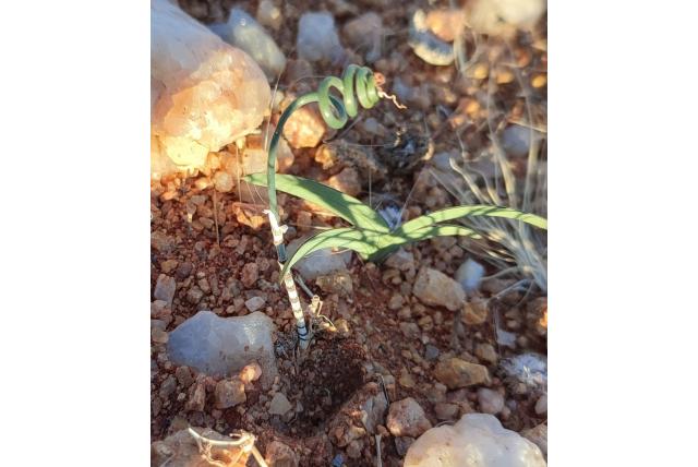 Zebra-gestreepte albuca