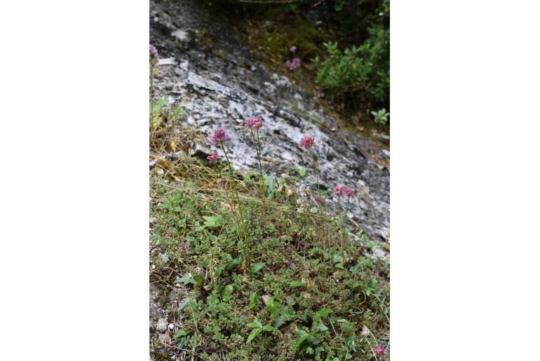 Allium heldreichii -14558