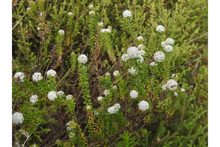 Stoebe cyathuloides 14558
