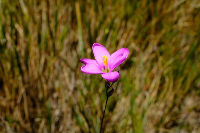 Ixia monticola 14565