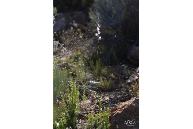 Tulbagia breedbladige avondbloem Tulbagia breedbladige avondbloem