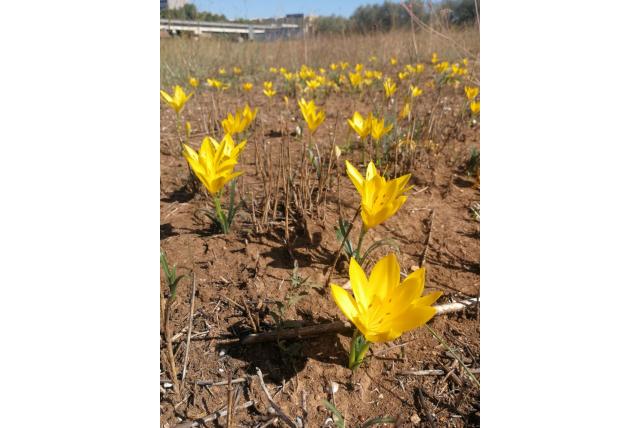 Siciliaanse gele Sternbergia