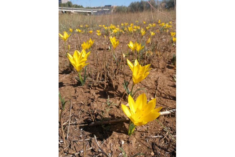 Sternbergia lutea ssp sicula Sternbergia lutea ssp sicula -14571
