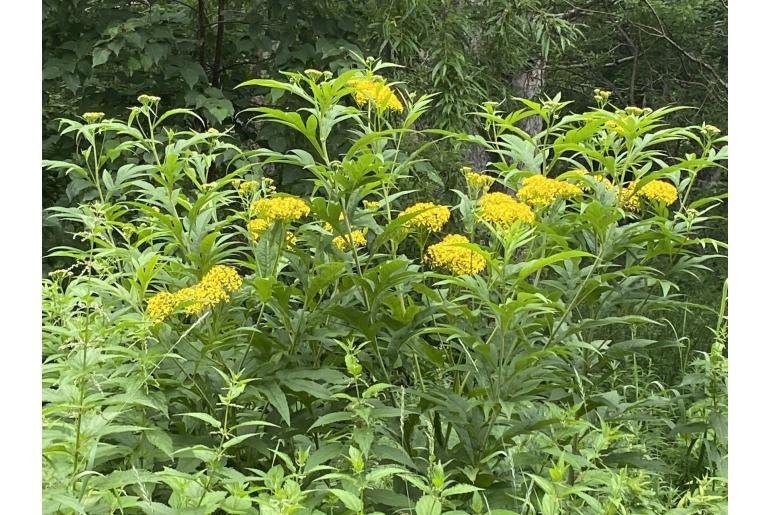 Jacobaea cannabifolia 14572