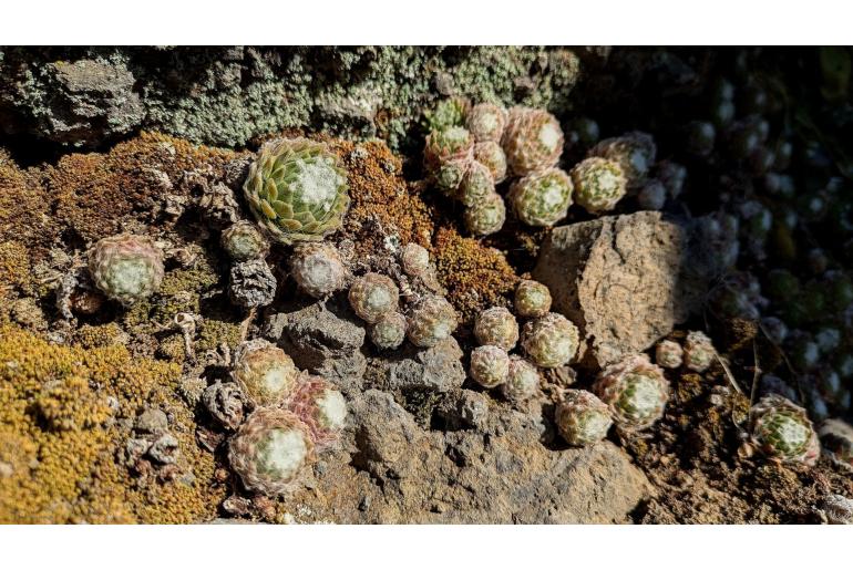 Sempervivum arachnoideum Sempervivum arachnoideum -14576