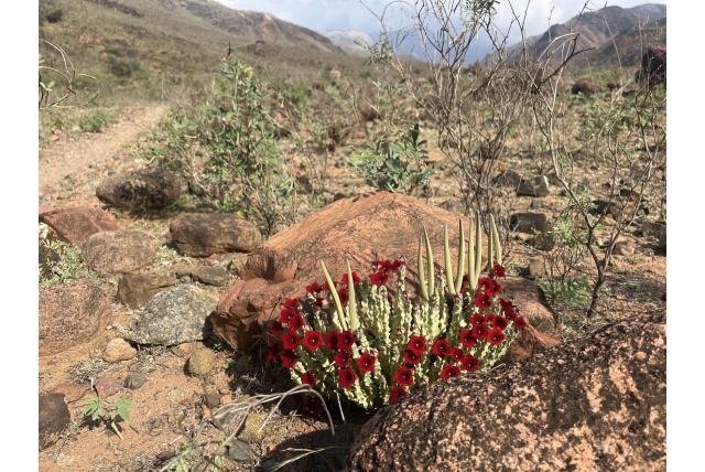 Socotra monoliet