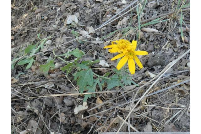 Hall's eriophyllum