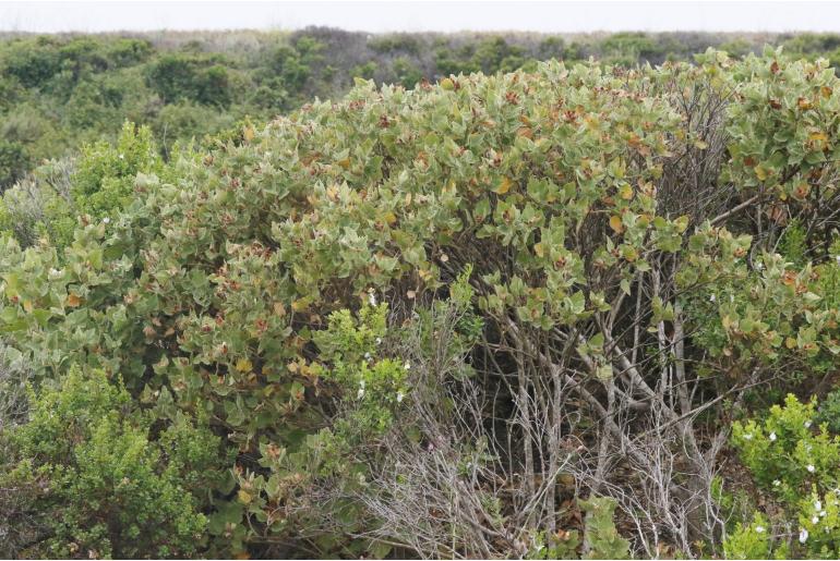 Malacothamnus palmeri -14588